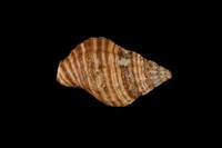 藏品(莫利斯峨螺)的圖片